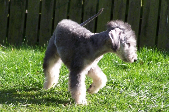 Arc-en-ciel Arlequin 06.04 (20).JPG